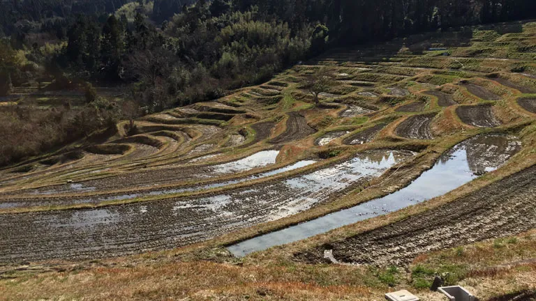 大山千枚田