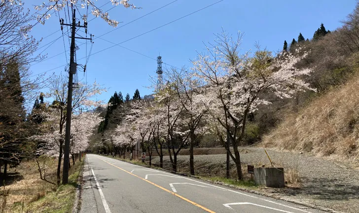 国道413号桜